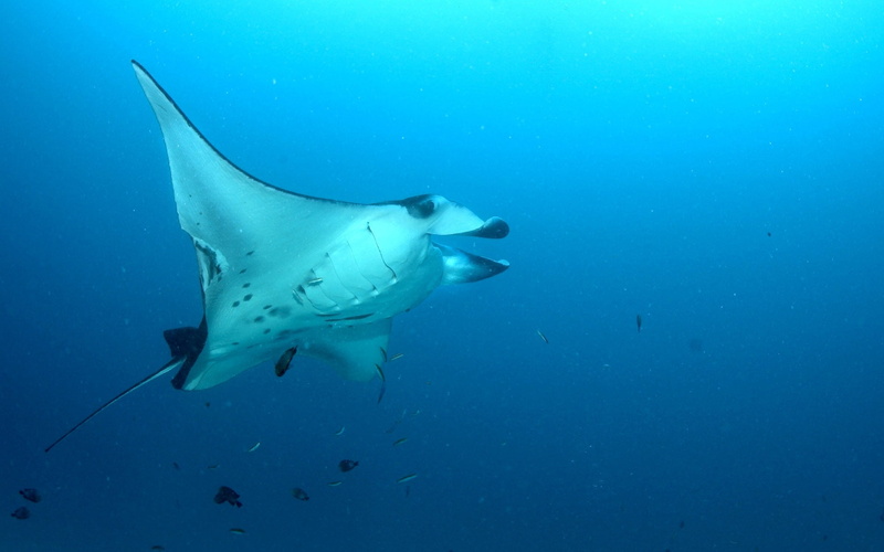 animal themes, animal wildlife, no people, white, manta Ray, swim, sea, swimming, carnivore, 1080P, swimming Animal, koror, marine, mammal, fish, wildlife