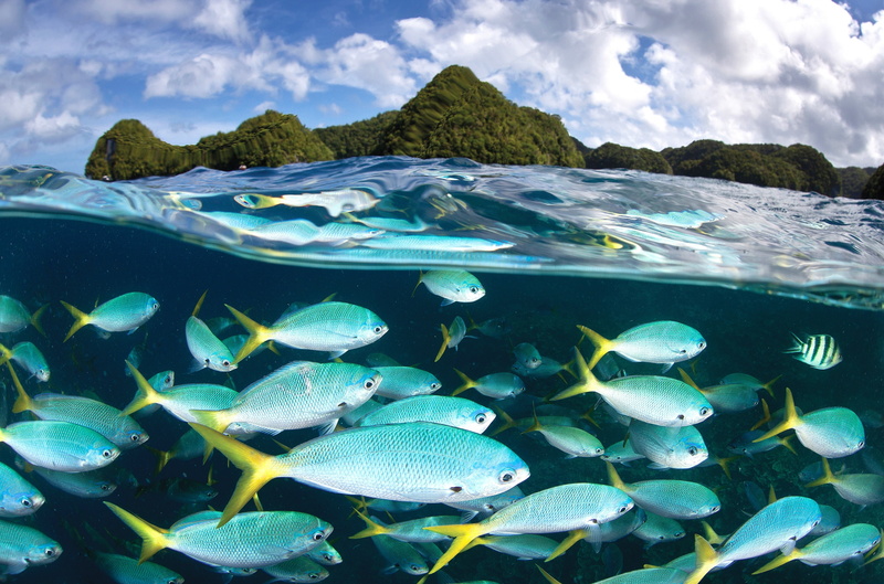 cloud - sky, surface level, fish, no people, 4K, water, animal, undersea, sea, sea life, school of fish, scenics - nature, swimming, palau diving center 4k cool background