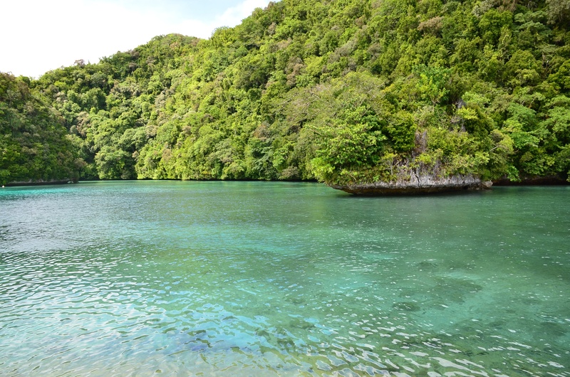 shoreline, seashore, day, scenics - nature, wave, destination, growth, natural, exotic, summer, waterfront, tree, near, no people, coastline, scenic, tranquil scene