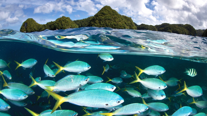 Travel, diving, 4k pics, Palau Diving Center, 4K, tourism, Malakal island