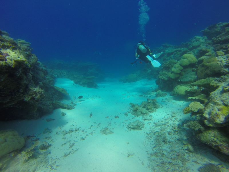 adventure, seascape, diver, sea, diving, sport, sea life, nature, marine, coral reef, underwater diving, animal wildlife, 2K, tropical, scuba, undersea