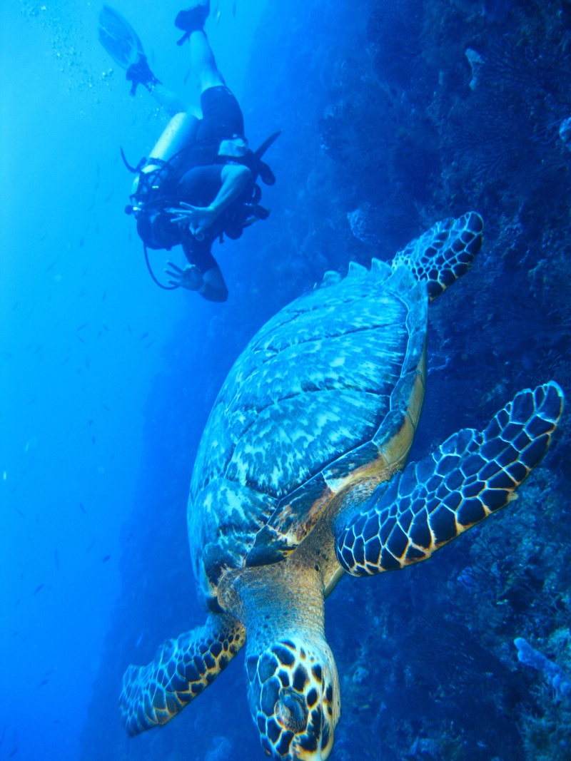 sea, fish, diving, sea life, aquatic, animal themes, underwater, animal, 2K, one animal, ocean, animal wildlife, marine, undersea, aqua, tropical, turtle