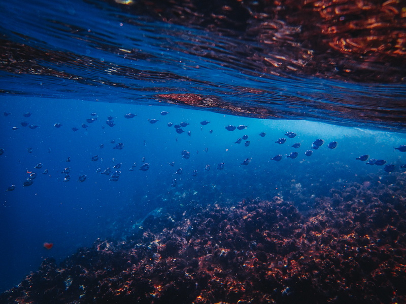 amphiprion, blue, diver, fish, reef, ocean, coral, animal, ecosystem, scuba diving, marine, 4K, coral reef, undersea, animal wildlife, aqua scuba, vertebrate