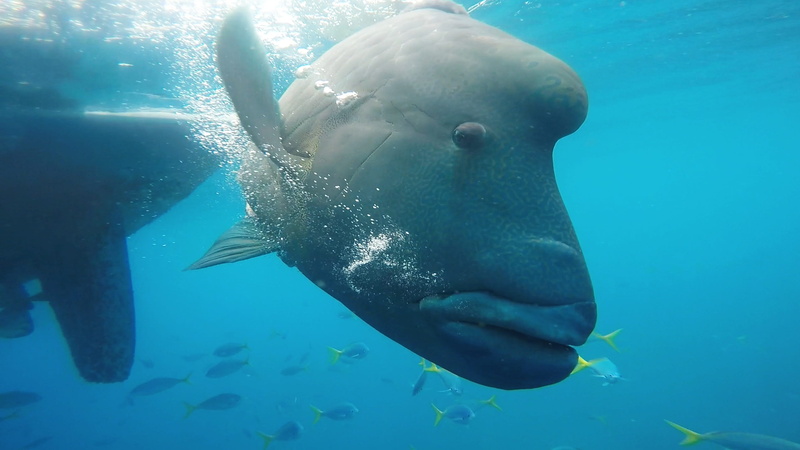 vacation, australia, fish, island, swimming, aquarium, whitsundays, coral, tropical fish, undersea, vertebrate, sea, underwater diving, sea life, wildlife
