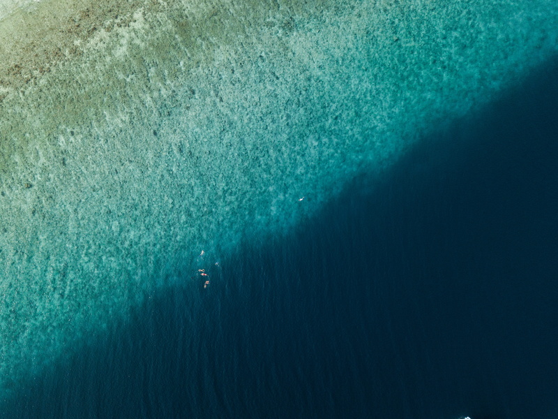 fish, sports, adventure, unrecognizable person, photography, high angle view, swimming, nautical vessel, reef, blue, bird, scenics - nature, s, herring