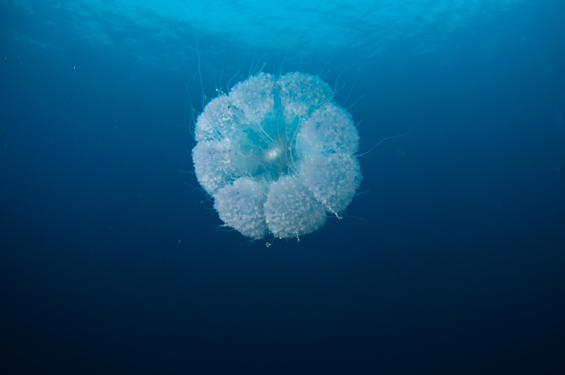 sponge, underwater, sponge animal, pollen, animal wildlife, no people, aqua scuba, invertebrate, beauty in nature, one animal, 4K, sea life, fish, plant