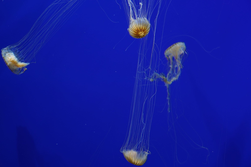 marine, tank, sea anemone, blue background, sea, yellow, animal, water, no people, seashell, diving, group of animals, floating on water, aquatic, underwater