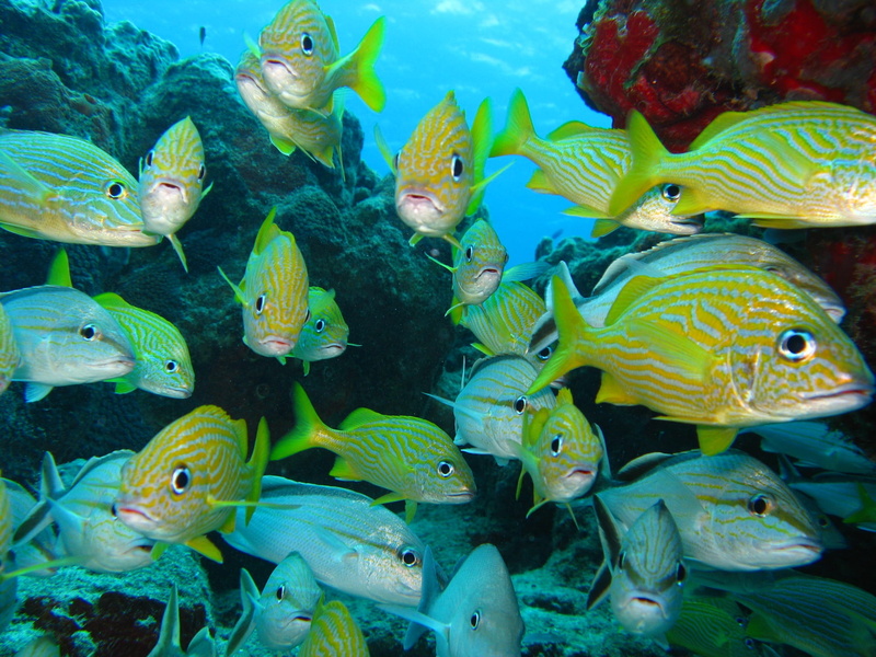 Marine, school of fish, Underwater, animal wildlife, school, Ocean, tropical, sea life, group of animals, scuba, tropical fish, animals in the wild, gray