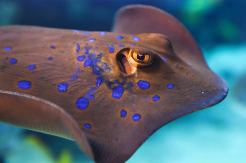 blue, marine, water, tropical, sea life, invertebrate, close-up, fish, swimming, colorful, diving, ray, no people, manta, shallow, undersea, ocean, photography