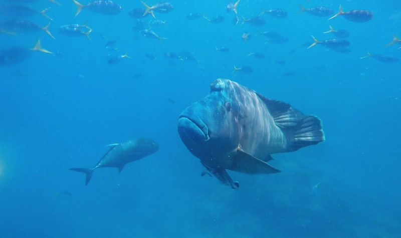 ocean, animal wildlife, diving, large group of animals, life, photo, underwater, underwater diving, water, tropical fish, sea, reef, whitsundays, marine