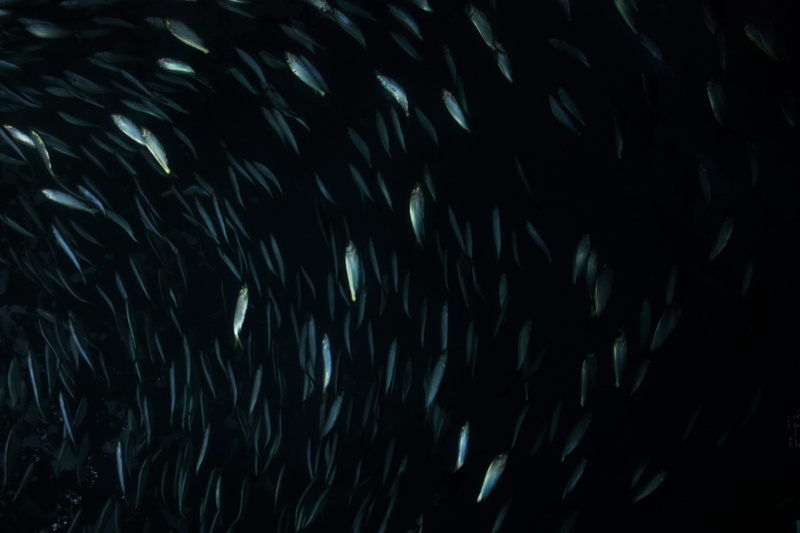 warning sign, sea life, motion, long exposure, aqua scuba, close-up, sign, trout, diver, marine, abstract, no people, black color, photo, communication