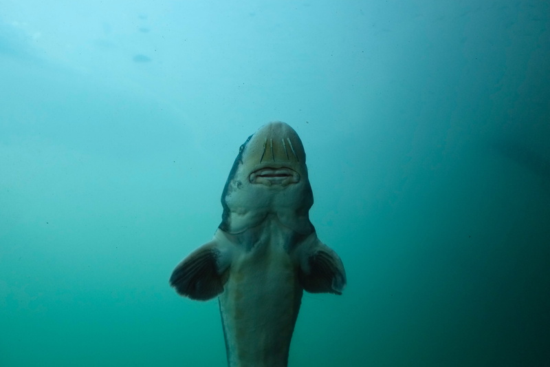 young women, cod, 4K, blue, gray, one person, indoors, front view, headshot, underwater, pike, diving, pond, sea life, sports, outdoors, swimming, nature