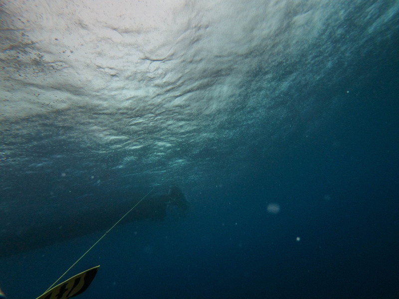 exploration, animal wildlife, adventure, animals in the wild, sea, sea life, underwater, animal, beauty in nature, scuba, fish, outdoors, diver, marine