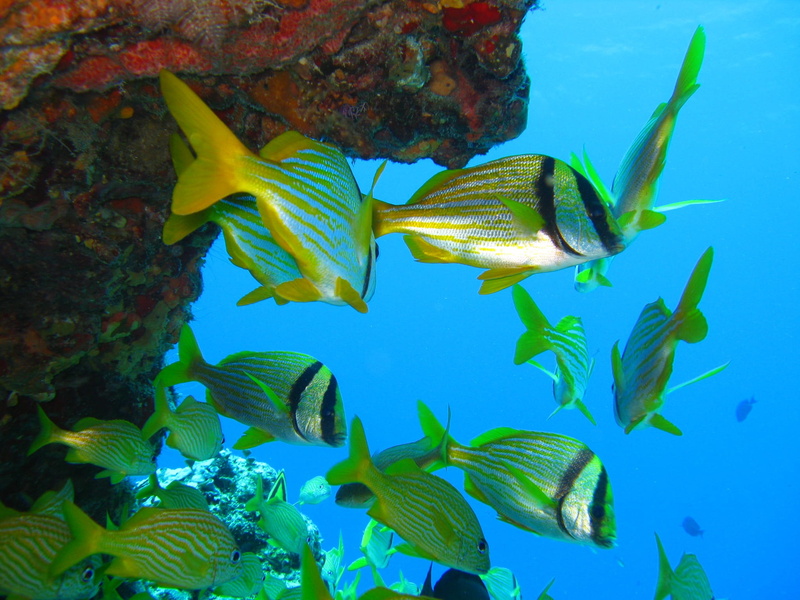 diving, 1080P, water, school of fish, shoal, animal wildlife, wildlife, tropical, swimming, animals in the wild, Coral, no people, vertebrate, animal themes