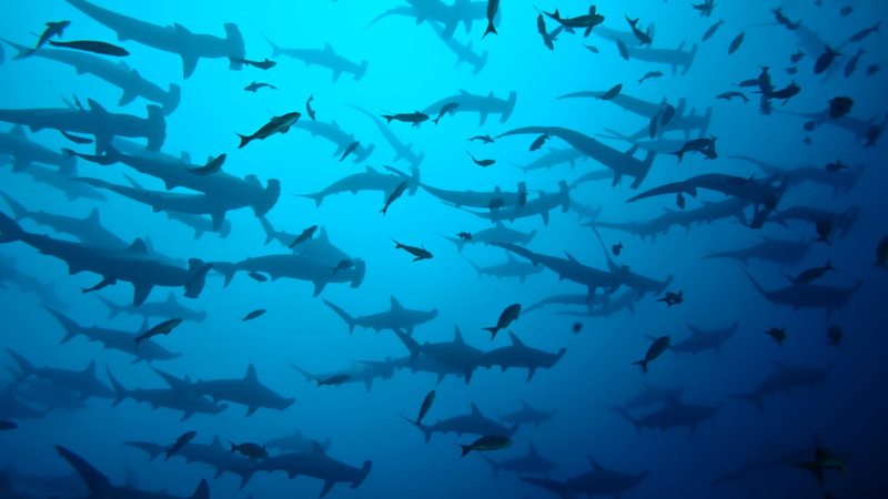 vertebrate, animal themes, cocos island, ocean, animals in the wild, underwater, group of animals, scuba diving, animal, 1080P, water, no people, marine