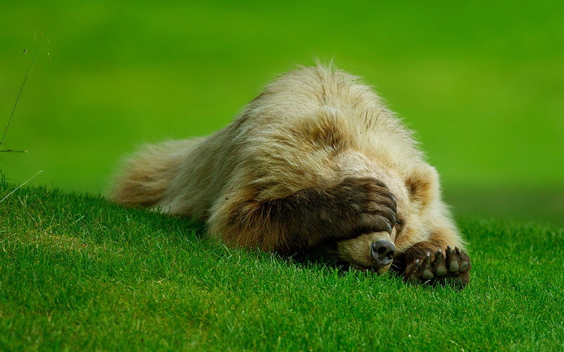 cant, this, 1080P, funny, watch, bear