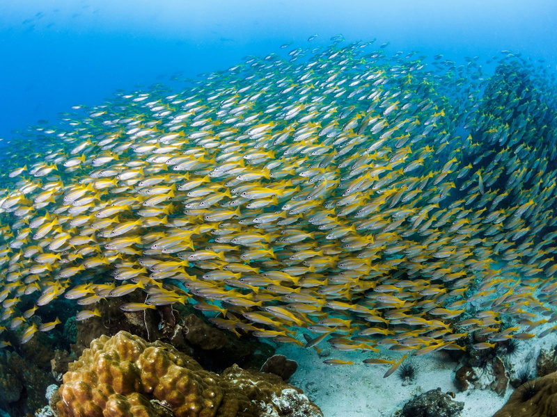 under water, cant, fish, 1080P, pack