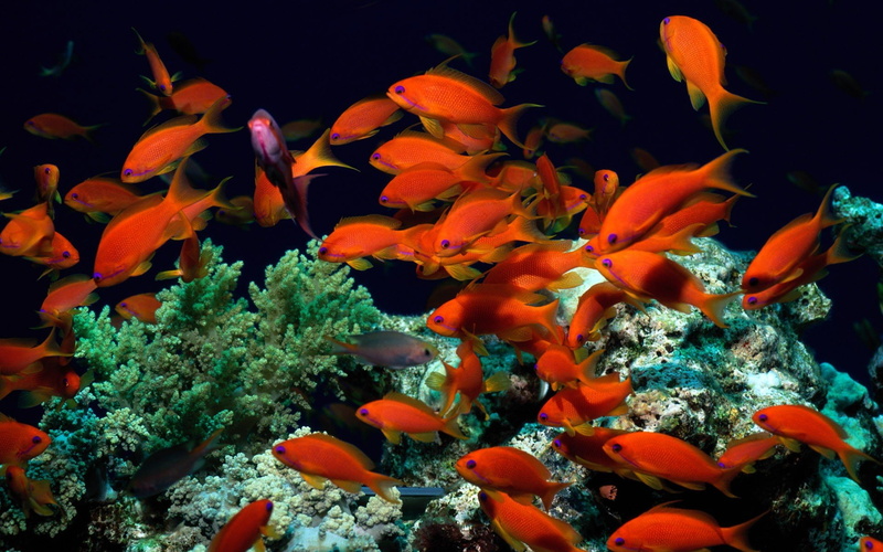 Colores, 1080P, peces, Arrecife
