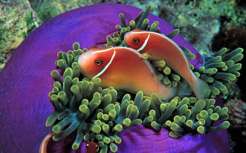 Colores, Anemona, 1080P, peces