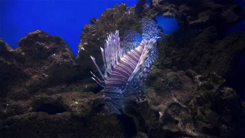 sea life, water, purple, rock - object, vertebrate, underwater, rock, animal themes, outdoors, animals, nature, oceano, swimming, fish, blue, animal, marine