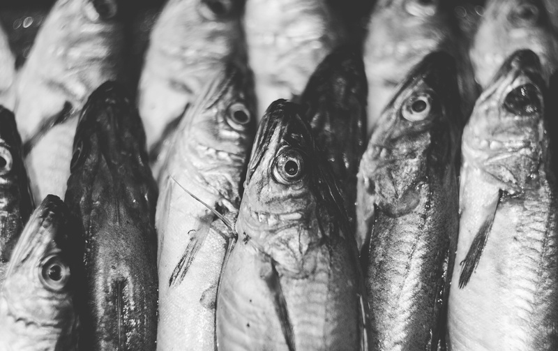 for sale, close-up, vinaròs, wellbeing, seafood, raw food, day, no people, vertebrate, fish, animal themes, freshness, fish market, spain, ocean, pescado