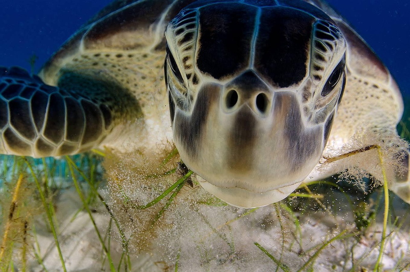 close-up, marine, water, animal themes, fish, animal mouth, underwater, undersea, animal wildlife, tortuga, vertebrate, turtle, 720P, one animal, sea life