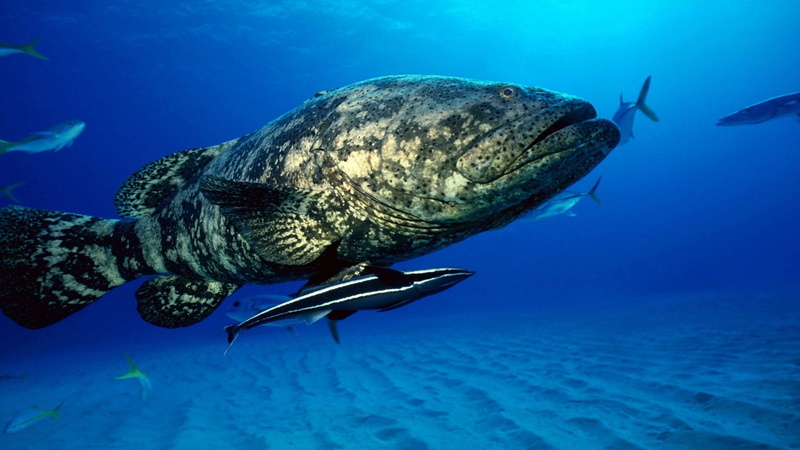 one animal, sea life, water, marine, nature, undersea, animal themes, blue, no people, underwater, animal, sea, 1080P, fish, reptile, vertebrate, turtle