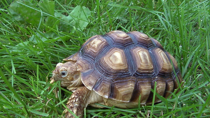 terrestre, 1080P, reptil, silvestre, tortuga, animales