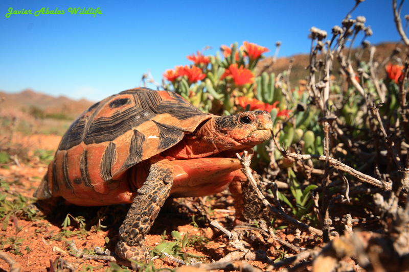 tortoise, Springbok, side, abalos, chelonia, reptil, succulent  karoo, wildflowers, northern  cape, nature, anapsida, ngc, reptile, on side, brown, tortuga