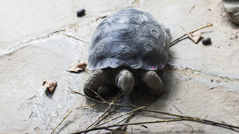 vertebrate, no people, animal wildlife, animals in the wild, tortoise shell, shell, nature, reptile, sunlight, panzer, close-up, 4K, sand, marine, animal themes