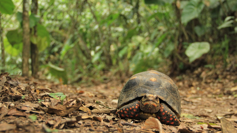 invertebrate, one animal, outdoors, day, animal, vegetation, turttle, tortoise, tortuga, turtle, leaf, vertebrate, soil, ground, pet, plant, seashell, 5K
