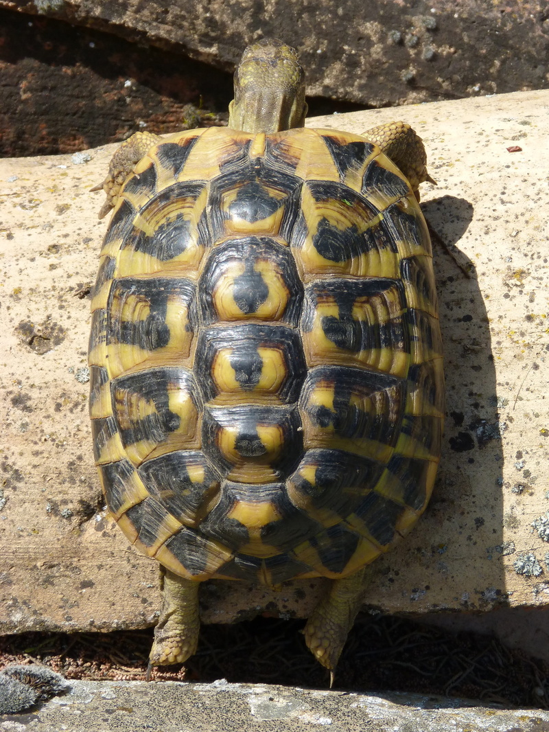 close-up, upload, field, turtle, fable the hare and the tortoise, shell, testudines, tortoise shell, reptilia, no people, nature, animal wildlife, tortoise