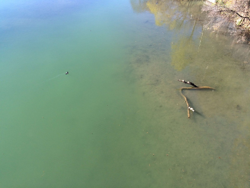 texas, tranquility, day, 2K, floating on water, water, high angle view, austin, group of animals, no people, flying, outdoors, bird, animal family, waterfront
