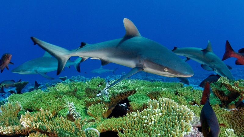 Animales, animals in the wild, nature, Arrecife, animal, sea life, blue, fish, water, swimming, coral, shark, animal wildlife, undersea, marine, underwater