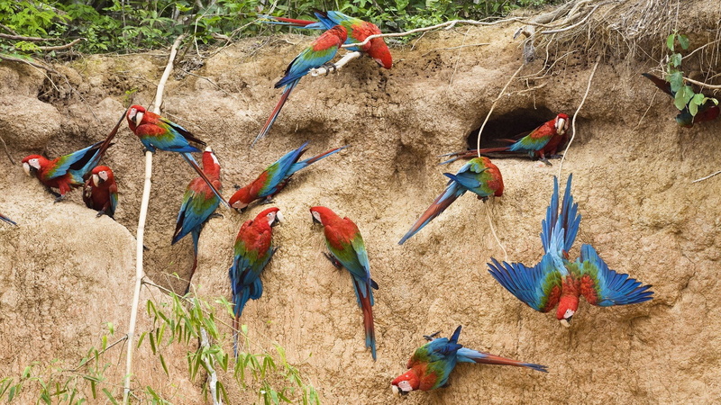 1080P, Aves, Animales, loros, Cueva