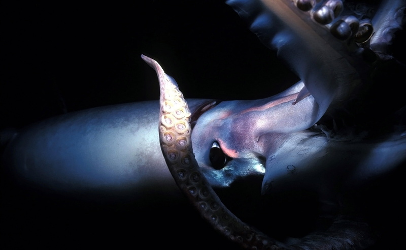 Animals, 2K, Sea, Squid, Giant