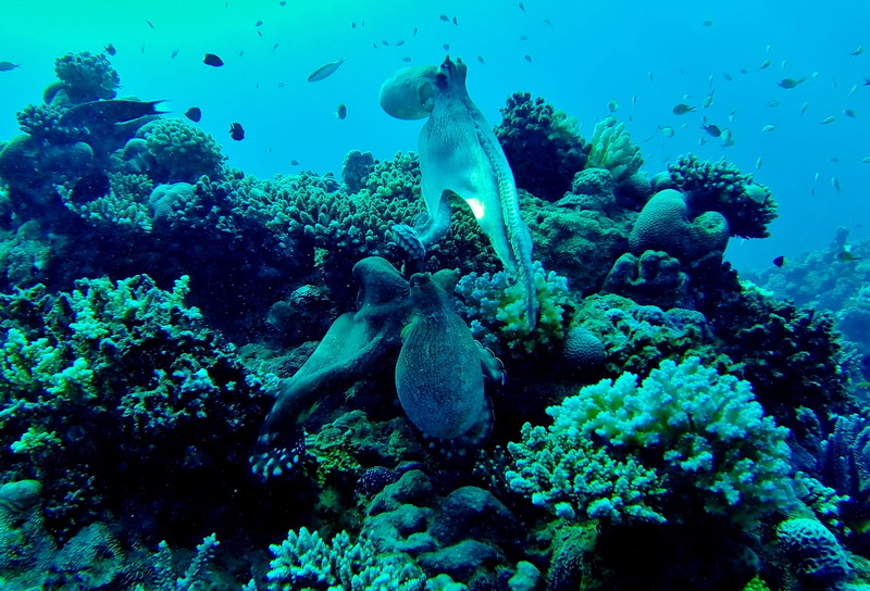 school of fish, no people, Octopus, animal, coral, water, swimming, 2K, animal wildlife, nature, Squid, vertebrate, animal themes, animals in the wild