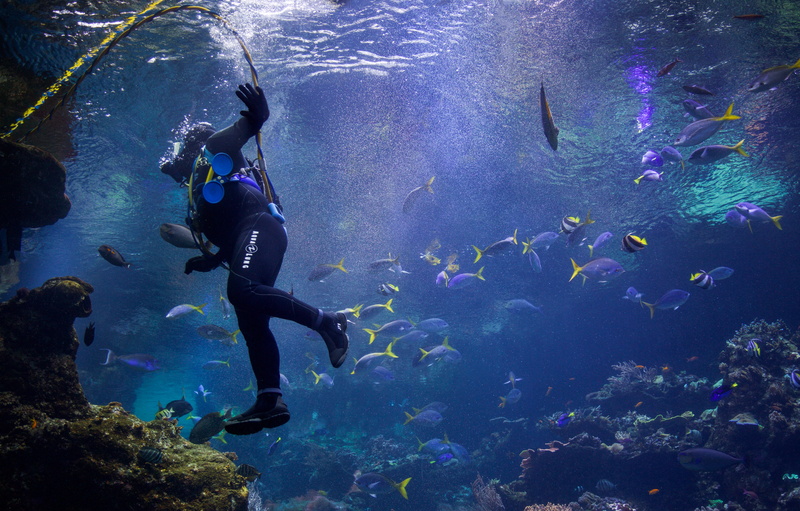 animal, adventure, animal themes, school of fish, rock, person, coral, 5K, sea, outdoors, sport, swimming, playing, animals in the wild, nature, underwater