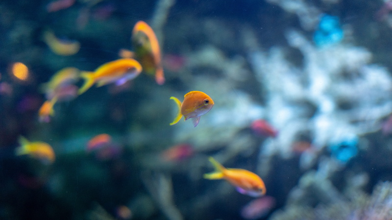 shoal, tank, school of fish, fish tank, underwater, outdoors, swimming, animals in the wild, animal themes, undersea, glass - material, marine, goldfish