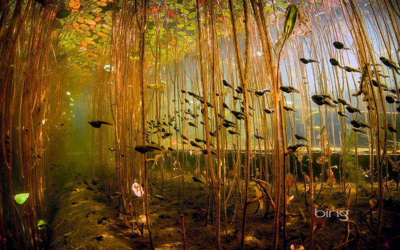 bing, beauty in nature, no people, 1080P, animal, plant, animals in the wild, animal themes, lake, shoal, animal wildlife, tranquil scene, outdoors, underwater