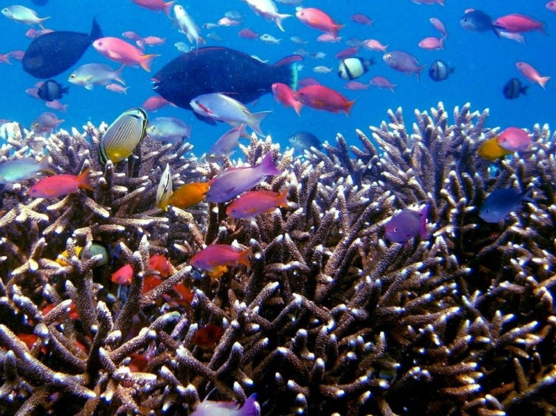tropical fish, underwater, swimming, reef, vertebrate, animal wildlife, invertebrate, sea, ecosystem, animals in the wild, water, large group of animals