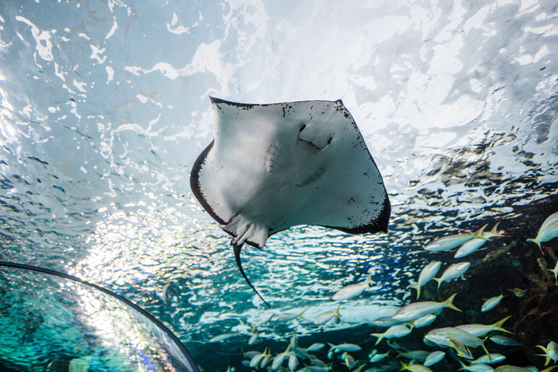 animal themes, herring, water, animal wildlife, no people, manta ray, sea, manta, one animal, animals in captivity, car, underwater, tuna, shoal, vehicle