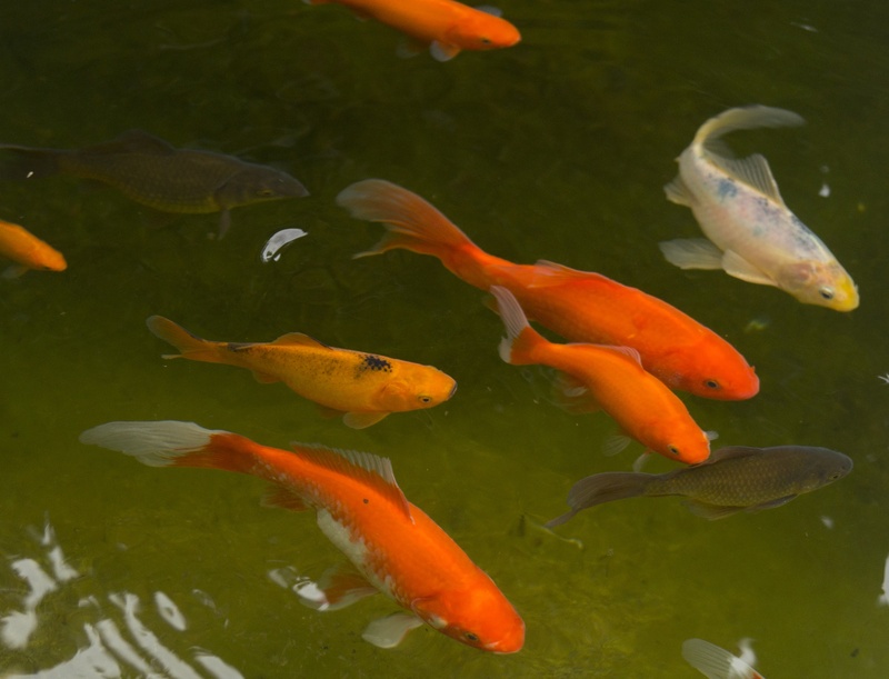 fish, outdoors, cold water, vertebrate, swim, gold, koi, 2K, goldfish, veiltail, swimming, red, white, carp, water, group of animals, school of fish, sea