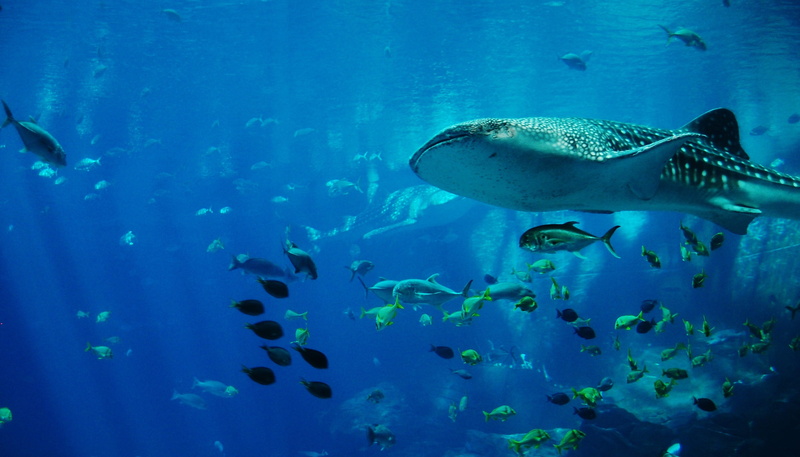 swimming, 2K, undersea, aquarium, tank, shark, school of fish, fish, large group of animals, water, saltwater fish, shoal, underwater, animal themes, vertebrate