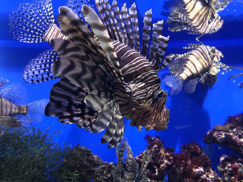 reef, undersea, animal wildlife, tank, group of animals, ocean, incredible, water, poisonous, blue, swimming, sea life, fish, 4K, no people, underwater