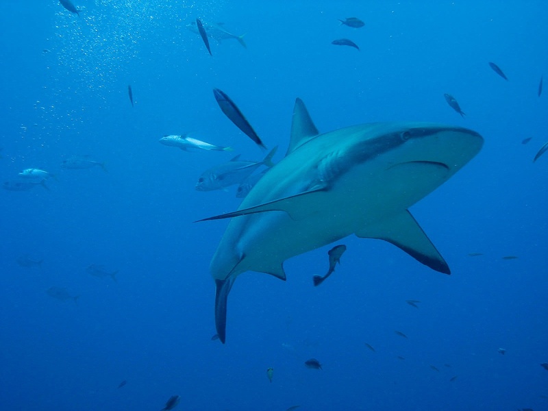 sea, water, swimming, shark, surrounded, sea life, aggression, killer, diving, marine, scuba Diving, roatan, large group of animals, group of animals, no people