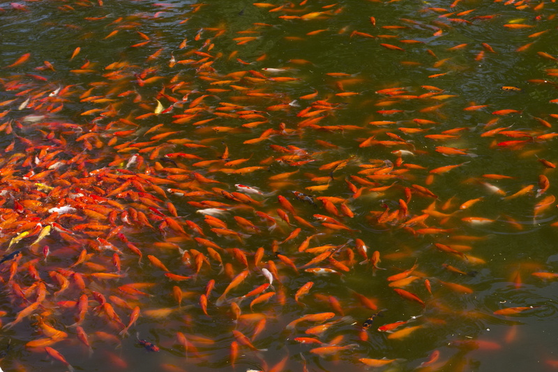 lake, sea life, change, carp swarm, animal wildlife, 5K, school of fish, water, koi, animal, swimming, animals in the wild, nature, large group of animals