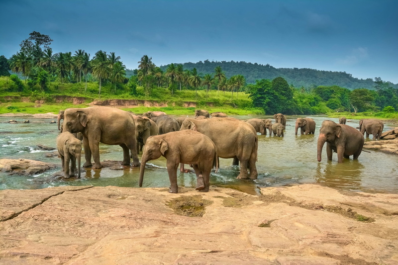domestic animals, outdoors, vertebrate, animal, no people, water, nature, animal themes, animals in the wild, elephant, elephant 4k download free pc hd