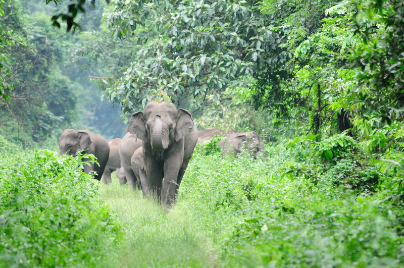 Wild, Nature, rainforest, vertebrate, group of animals, outdoors, animal family, Elephant, day, fauna, land, plant, animal, wild life, mammal, young animal