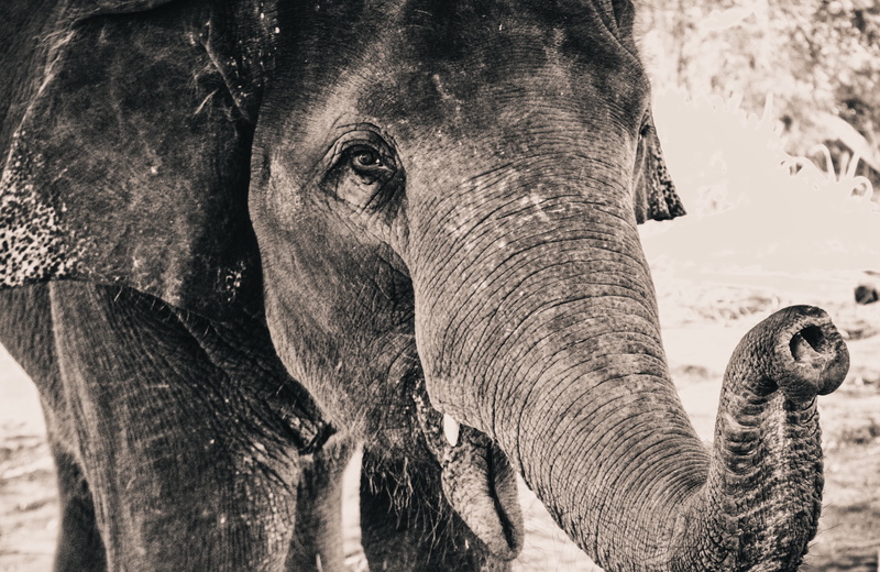 pachyderm, animals And Pets, family, endangered Species, close-up, animal eye, one animal, wildlife, tree, animal Ear, no people, focus on foreground, young Animal